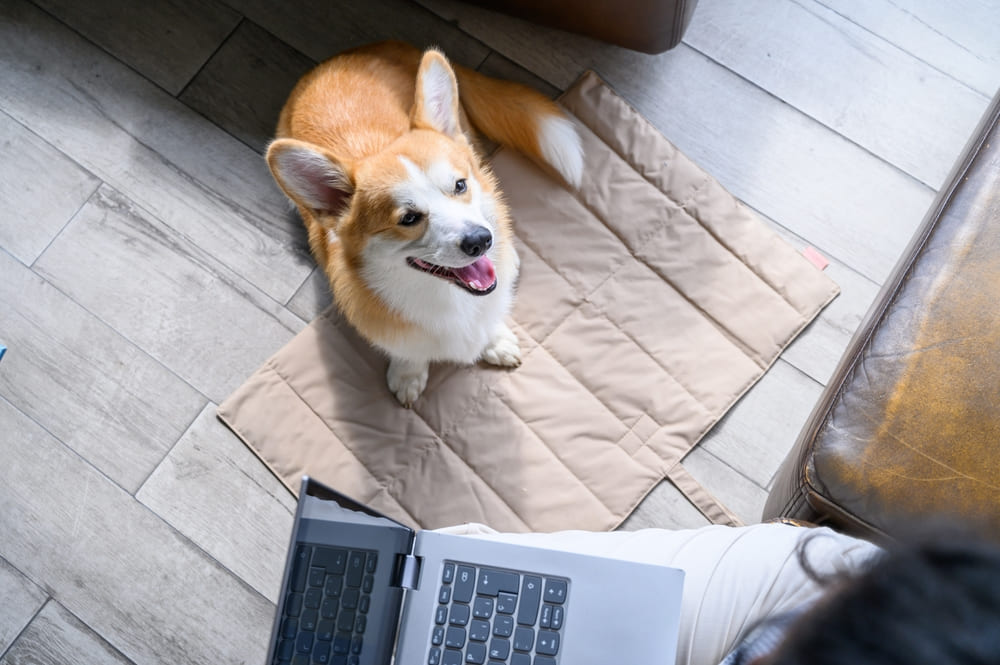 Хозяину важно знать, когда начнется течка у корги