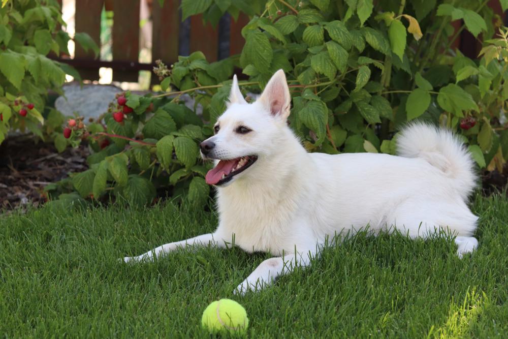 здоровье норвежского бухунда