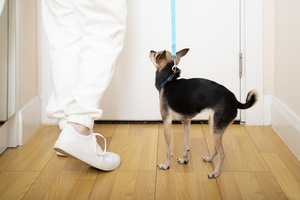 Воспитание, дрессировка и выгул той-терьера Воспитание, дрессировка и выгул той-терьера