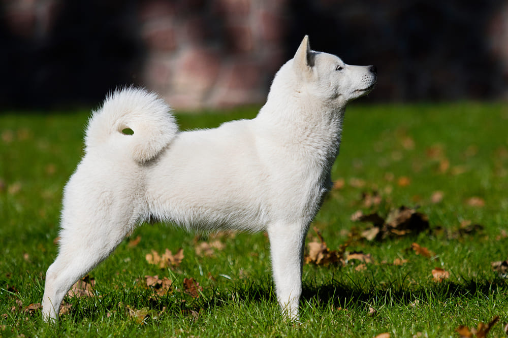 Собаки хоккайдо имеют склонность к некоторым болезням