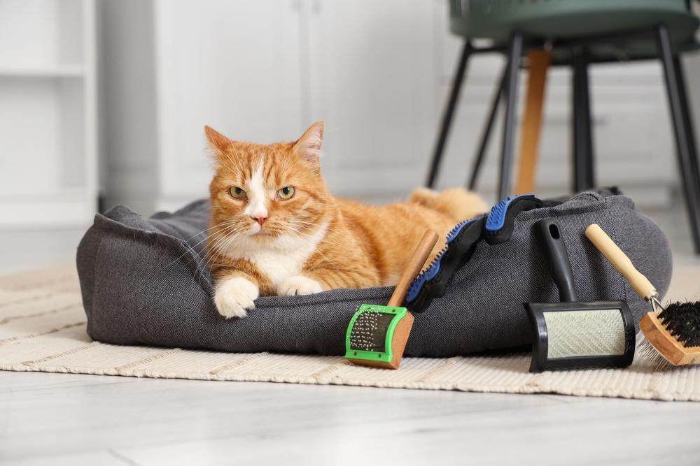 Уход за беспородной кошкой