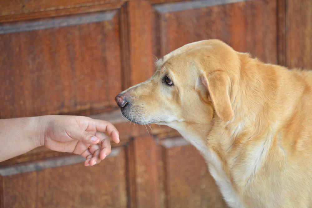 Воспитание и дрессировка чинука