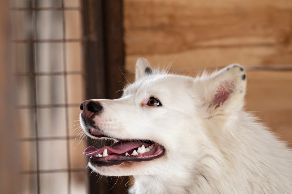 Якутская лайка требует расходов