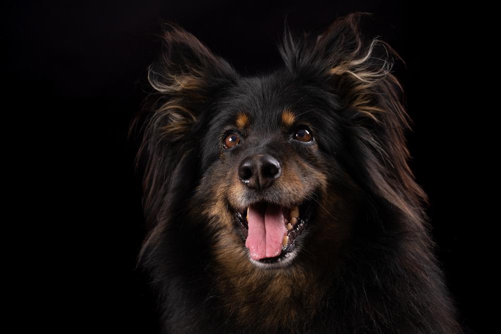 Ключевые факты о богемской овчарке