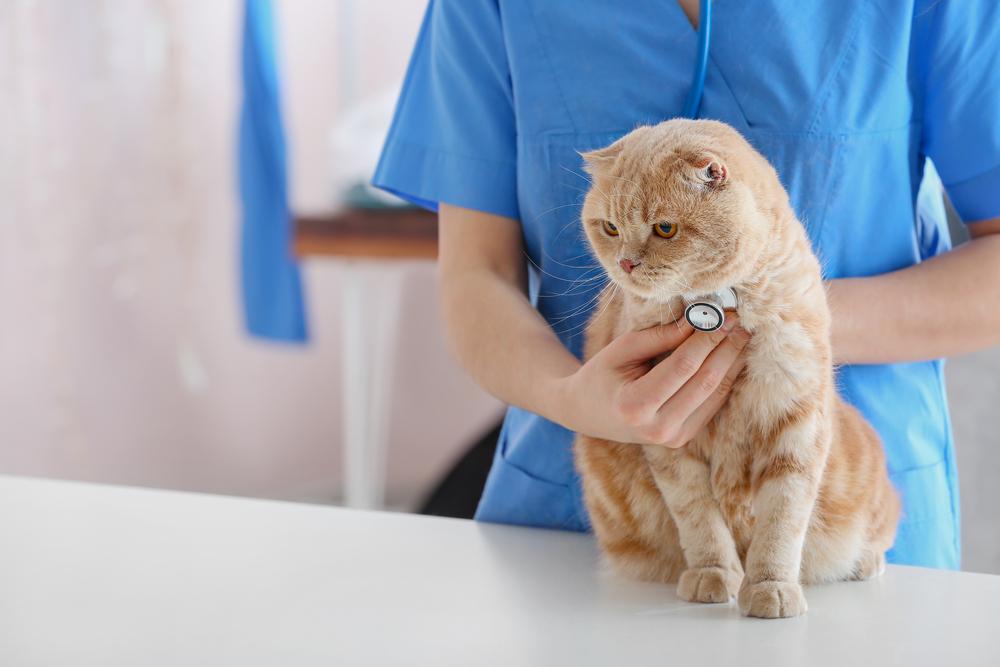 Опасность для окружающих вируса лейкемии у кошек