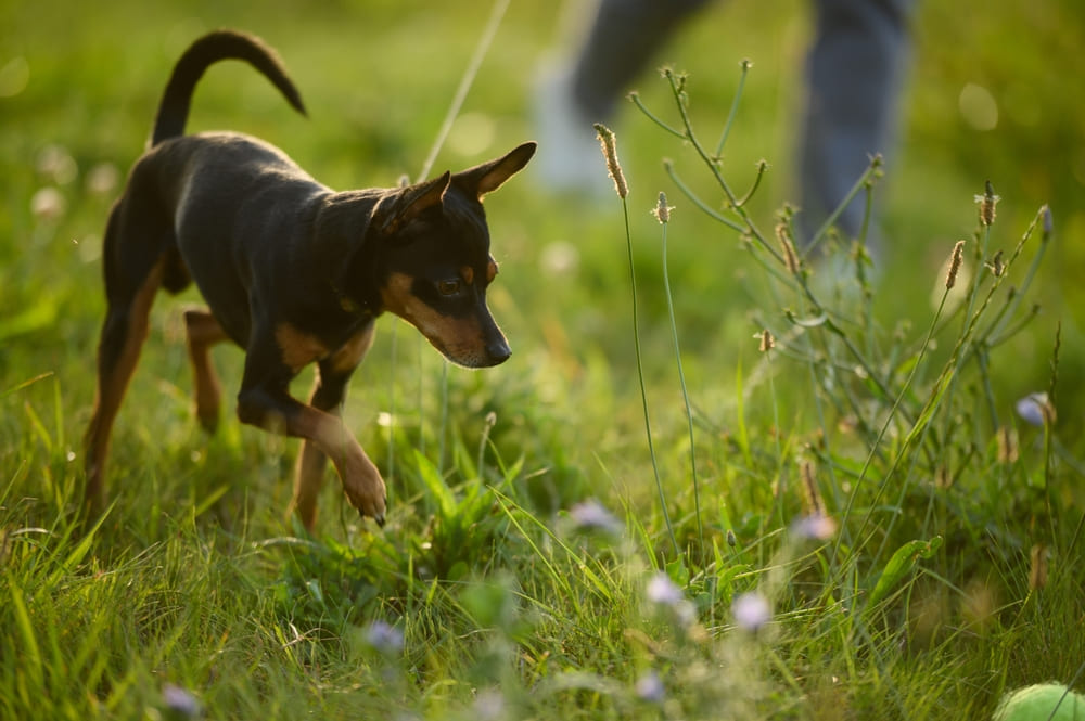 То, сколько прожил русский той-терьер, можно перевести в человечески возраст