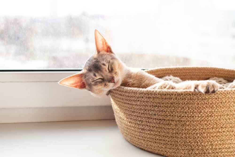 Симптомом болезни у абиссинской кошки может быть частое мочеиспускание