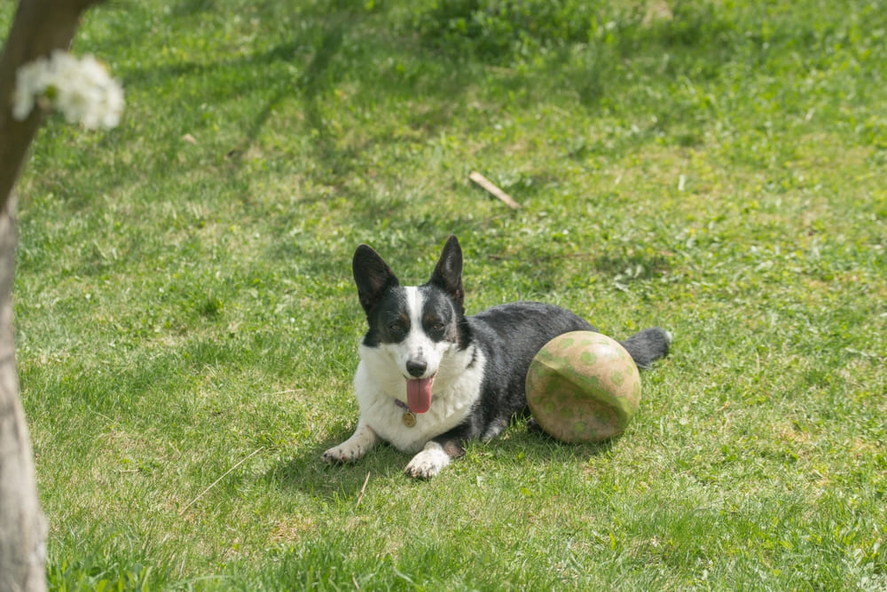 Надо следить, сколько весит корги по мере взросления
