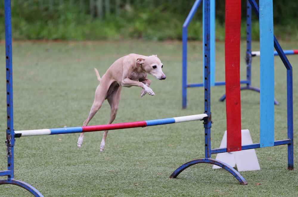 Активность влияет на то, сколько могут прожить левретки
