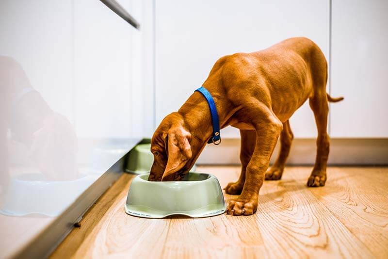 Почему собаки всегда голодные: физиологические причины