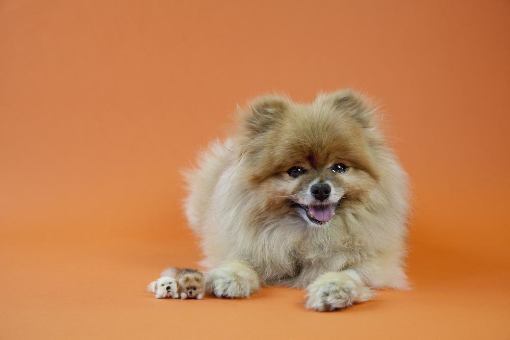 Здоровье и болезни померанского шпица медвежьего типа