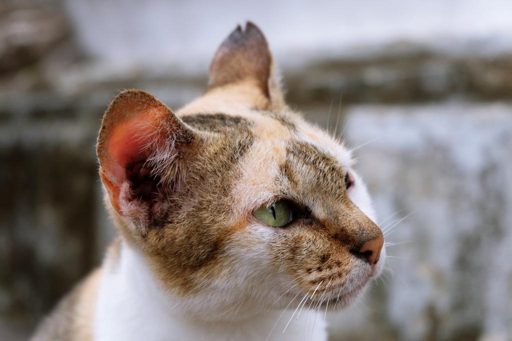 этапы заболевания ушным клещом у кошек