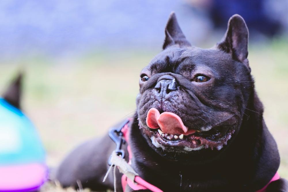 Как выбирать черного бульдога?