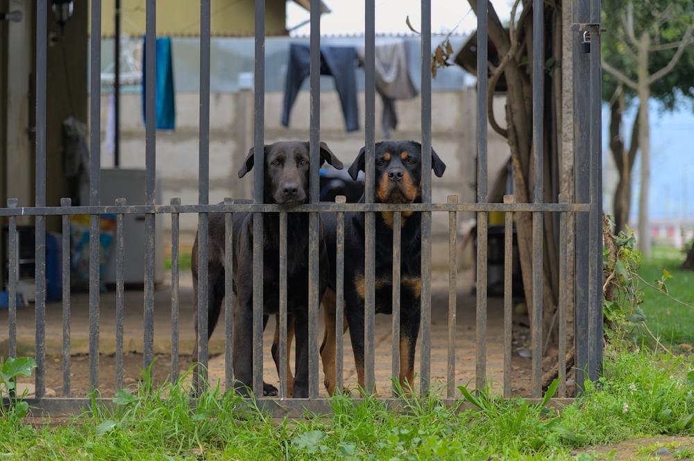 Как научить собаку охранять дом или двор Как научить собаку охранять дом или двор