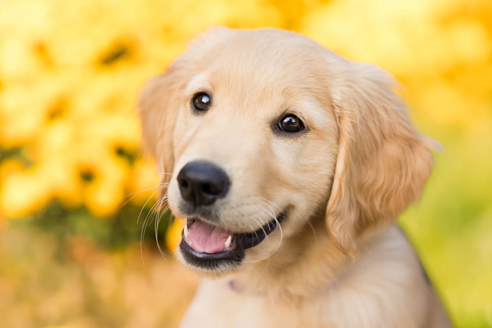 Пол особо не влияет на то, сколько живет золотистый ретривер