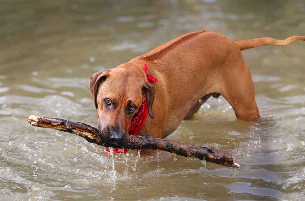Каких расходов требует риджбек?