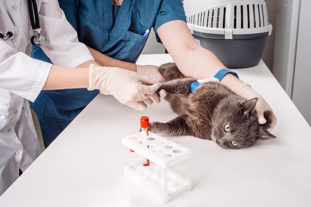 что такое амилаза в анализе крови кошек