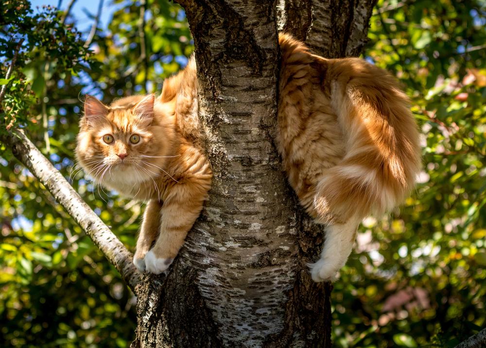 Как достать кошку с дерева самостоятельно Как достать кошку с дерева самостоятельно