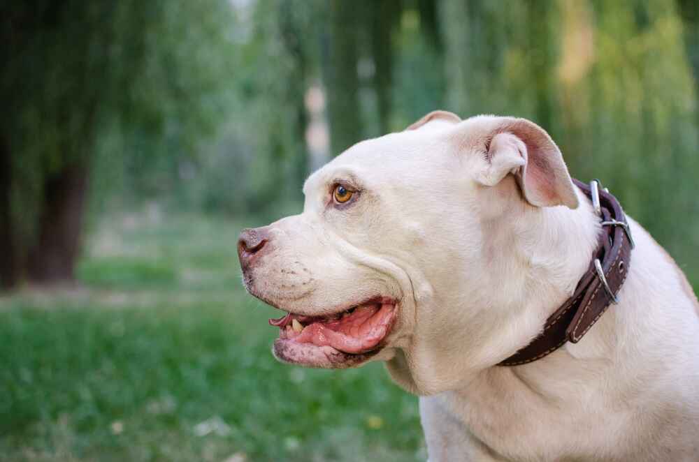 Пол влияет на то, сколько проживет американский бульдог