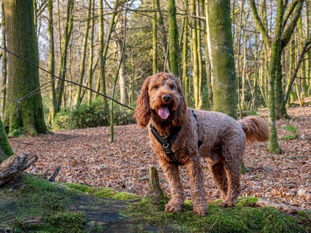 Темперамент кокапу