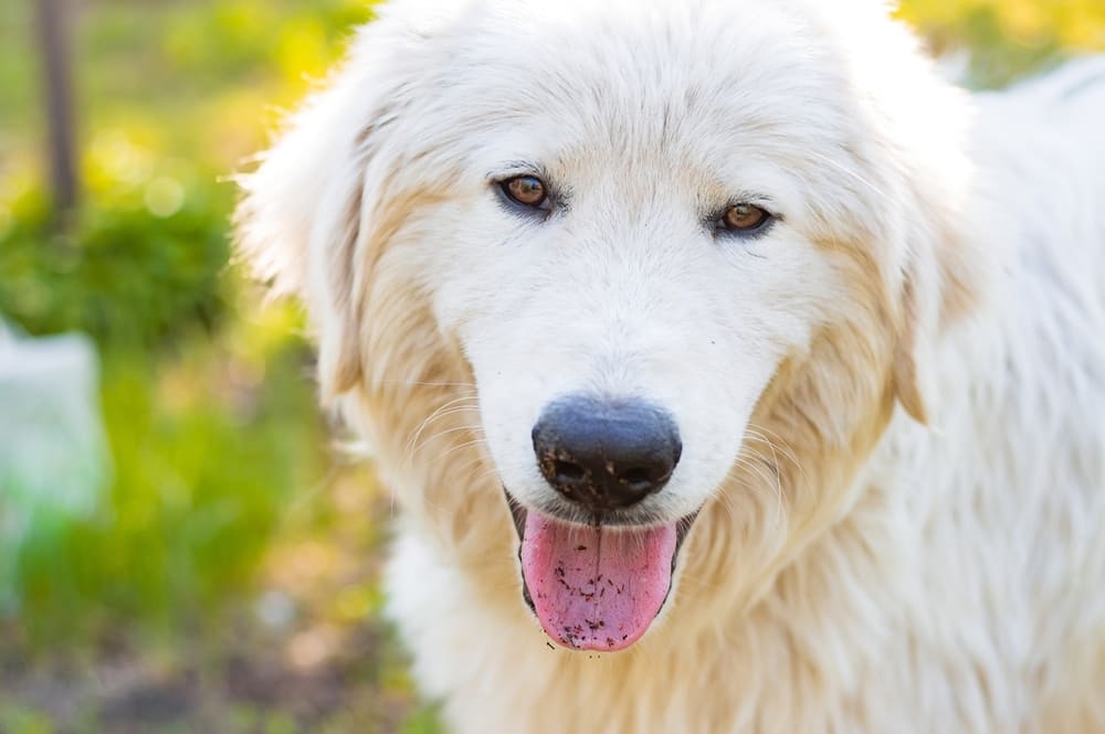 Морда мареммо-абруццкой овчарки