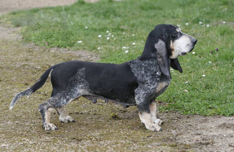 Породы длинных собак: голубой гасконский бассет Породы длинных собак: голубой гасконский бассет