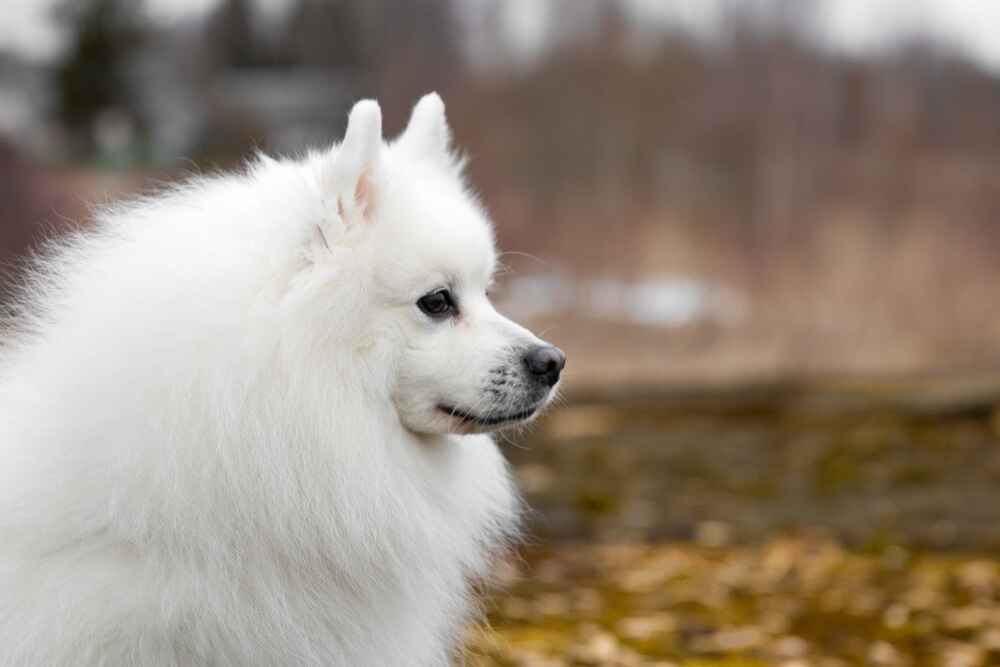 Рацион влияет на то, сколько может прожить японский шпиц