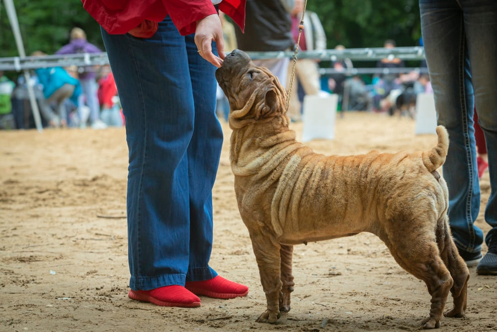 Шарпея угощают лакомством