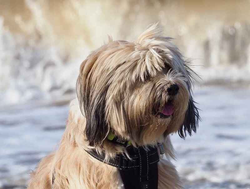 Морда тибетского терьера