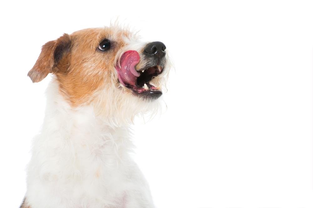 Особенности кормления кромфорлендера 