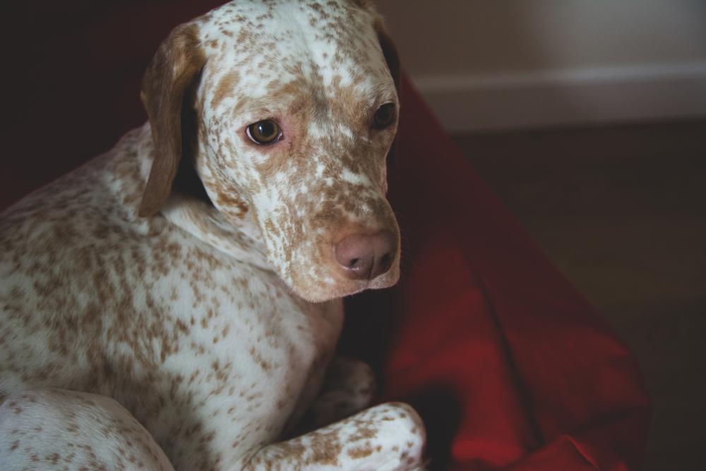 Уход и содержание бурбонского бракка