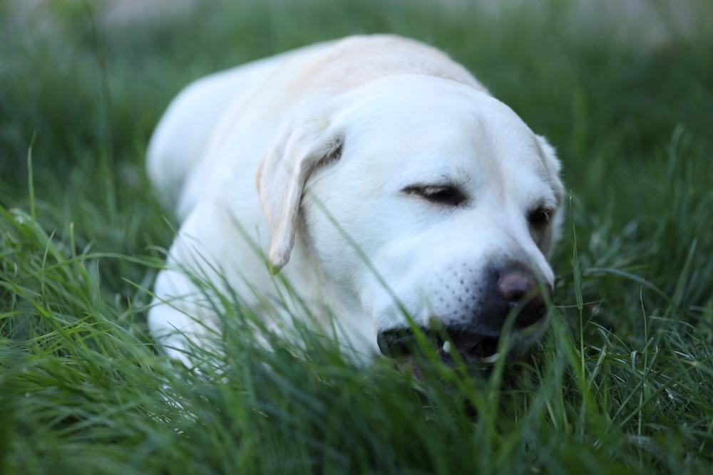Какова история белых лабрадоров