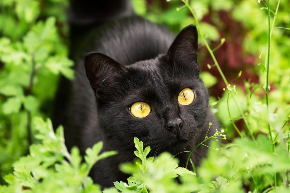 Черная кошка содержание. Бомбейская кошка. Бомбейский черный кот. Кошка породы Бомбей. Бомбейская кошка американская.