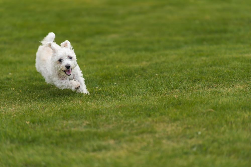 Что делать с гиперактивной собакой  Что делать с гиперактивной собакой