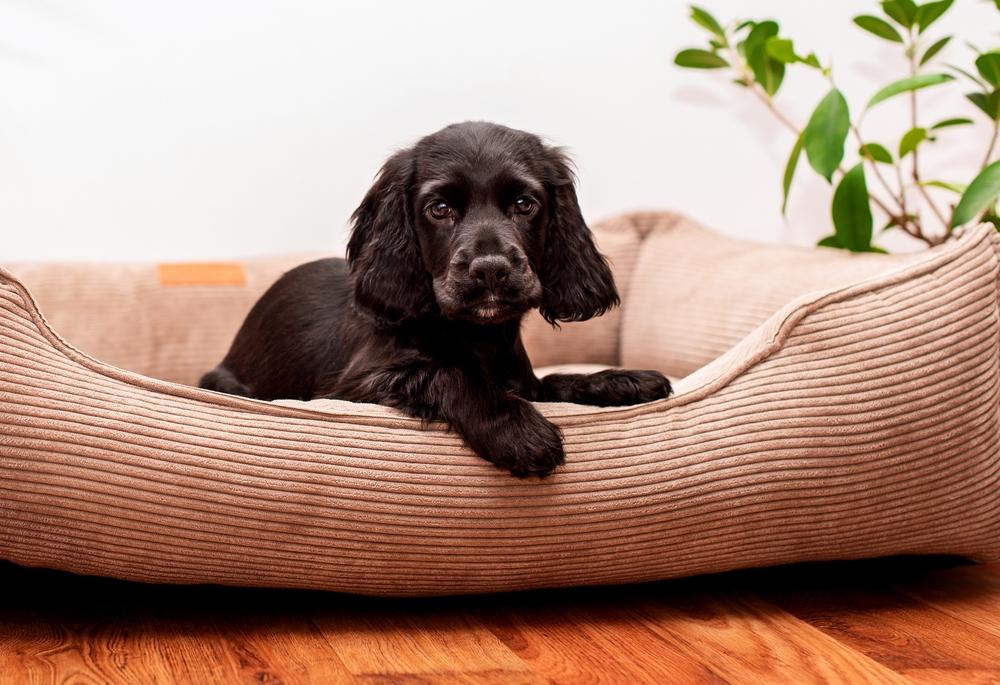 Окрас у собак, черных спаниелей, в том числе, обусловлен генетикой