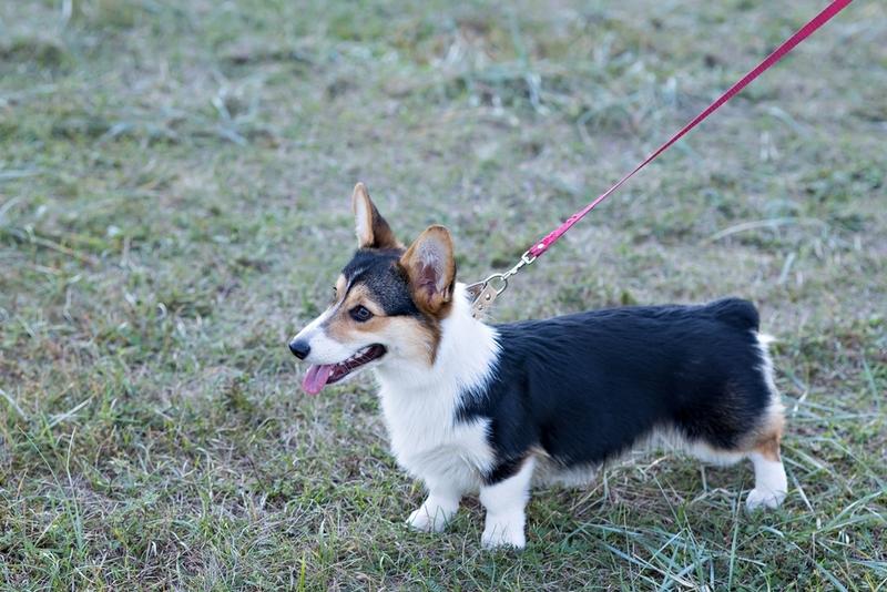 Черный корги стоит на сухой траве