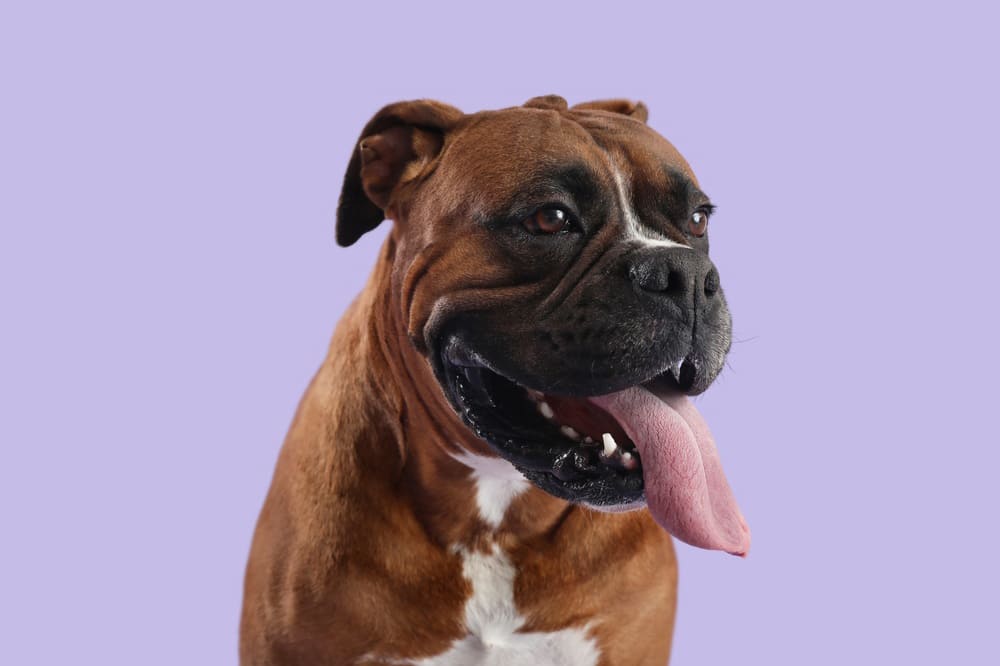 Собаки боксеры недоверчивы к посторонним людям