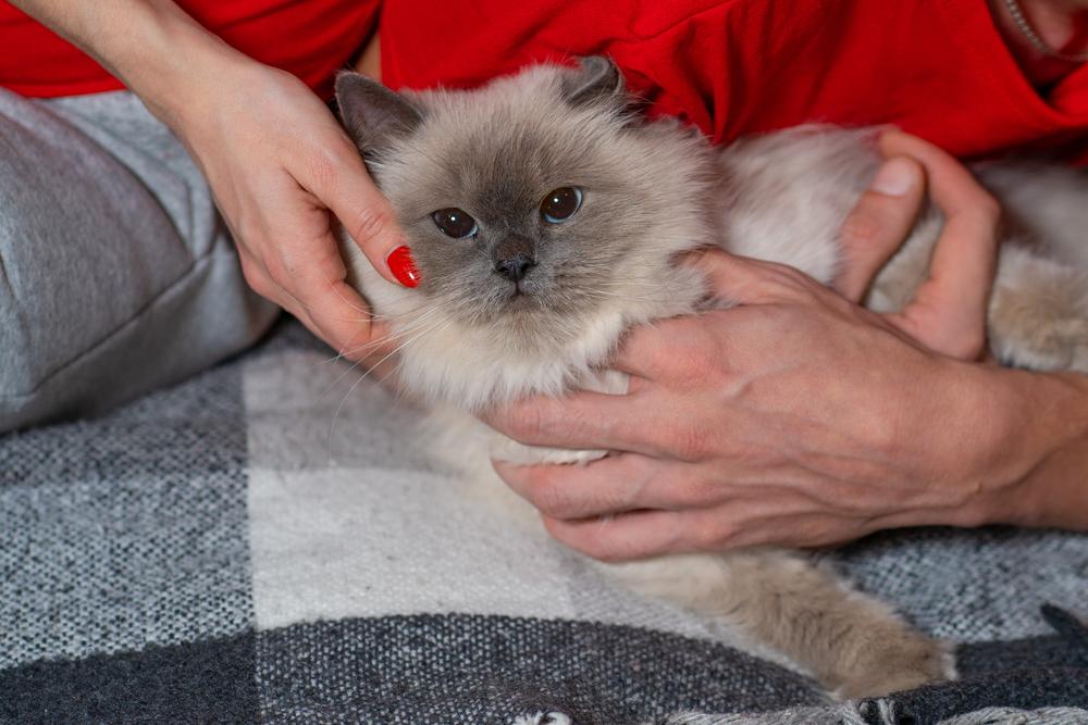 заразен ли дерматит у кошек