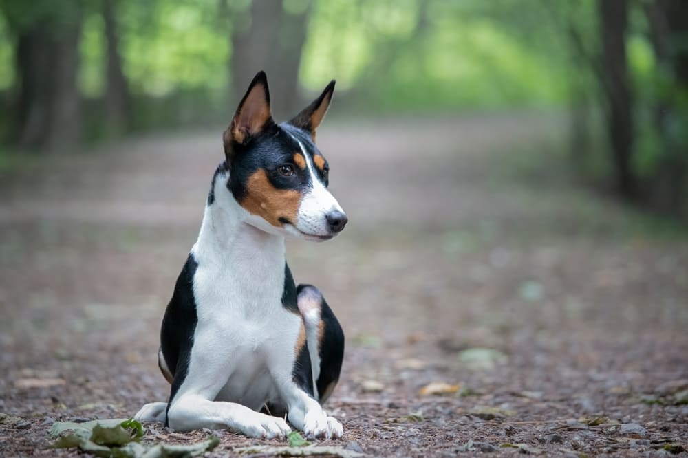Важно знать, сколько весят басенджи