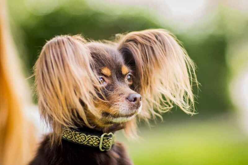 Сжижение веса русского той-терьера имеет свои причины