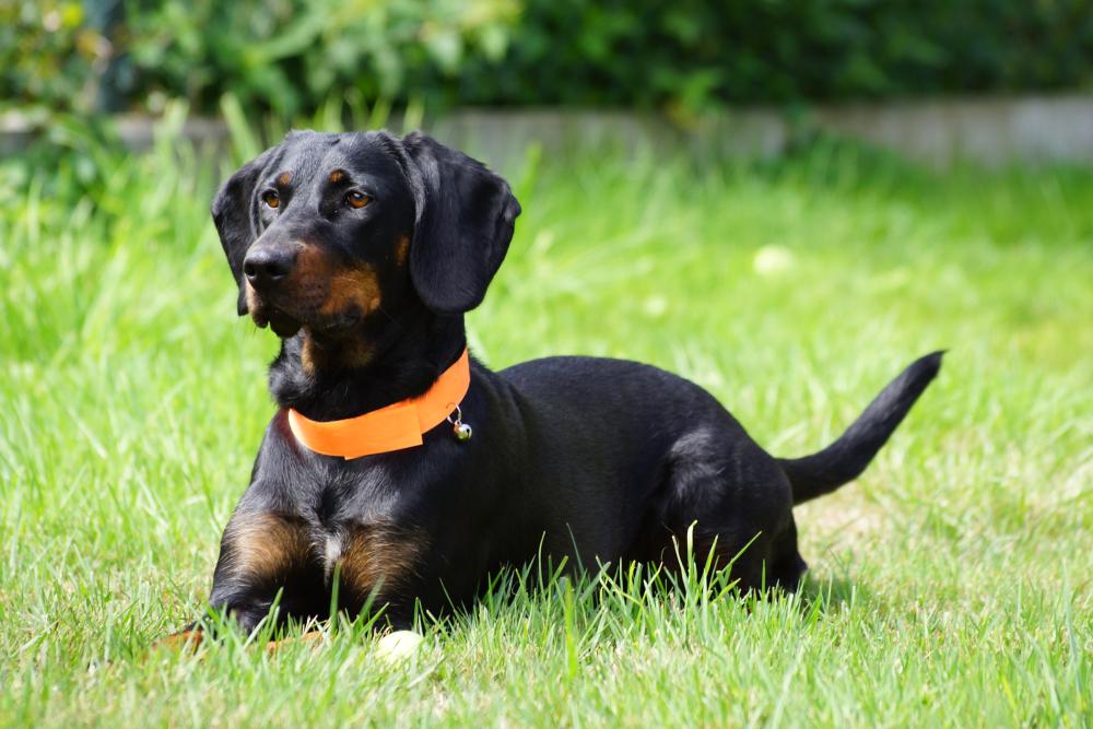 Характер польской гончей