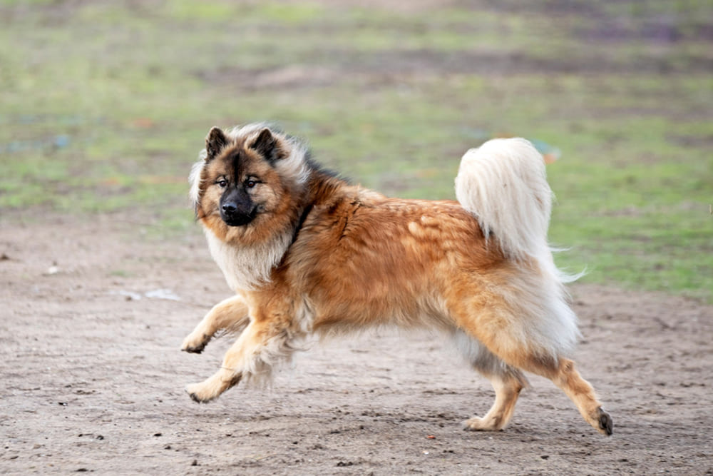 Евразиер нуждается в прививках