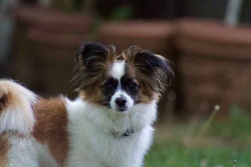 Вес папильона может достигнуть максимума уже в 6 месяцев