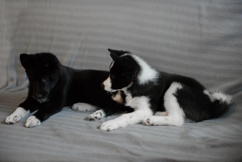 как выбрать щенка русско-европейской лайки