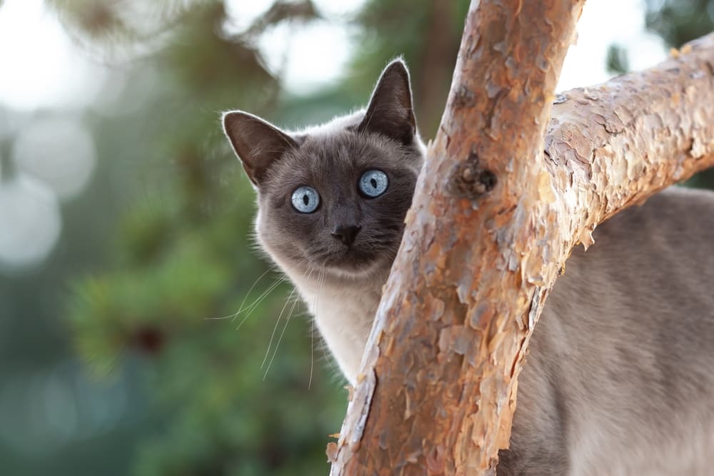 Владелец должен контролировать, сколько весит его тайская кошка