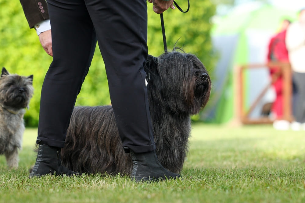 Получать потомство можно только от скайтерьера 1,5-2 лет