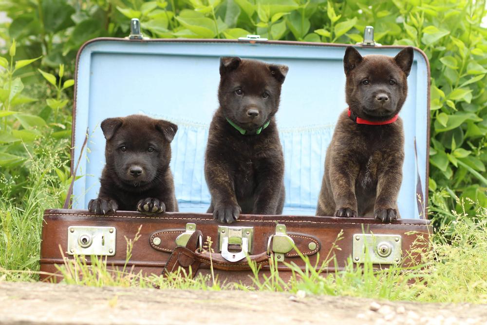 Советы по выбору щенка кай-ину