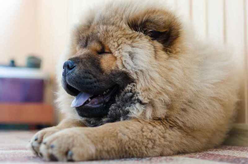 Чау-чау может терять вес из-за болезни