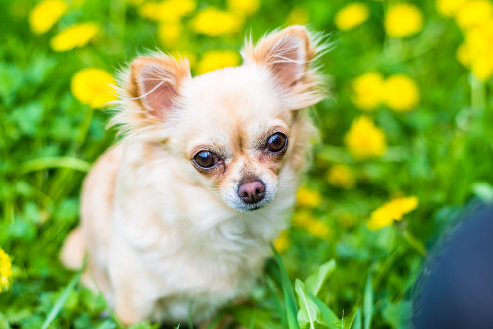 У чихуахуа есть характерные болезни