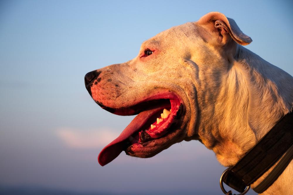 Уход за аргентинским догом